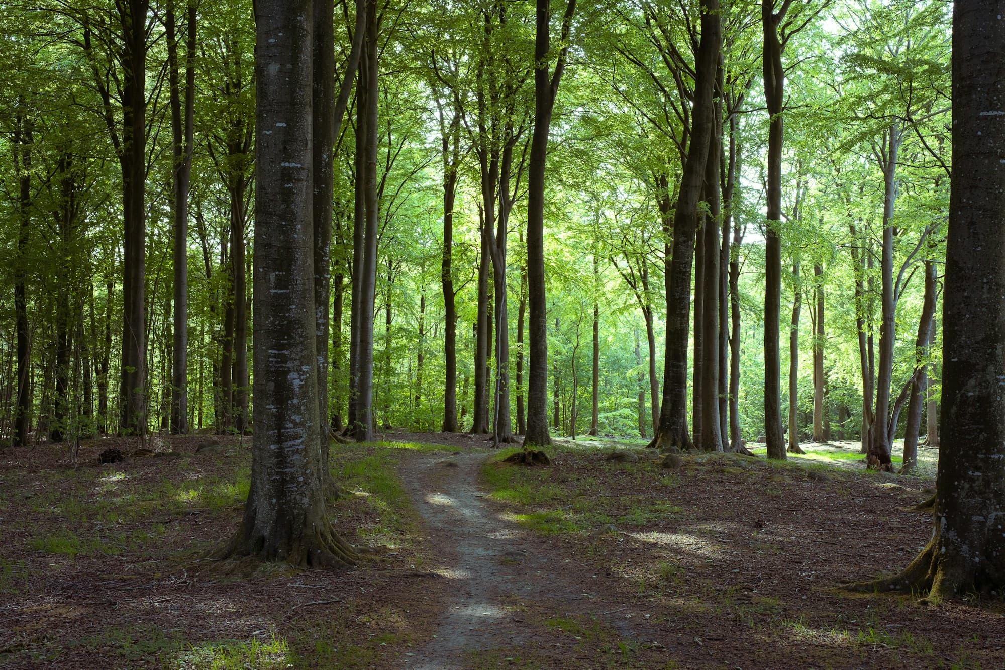 En solbelyst stig genom bokskogen i Pålsjö skog