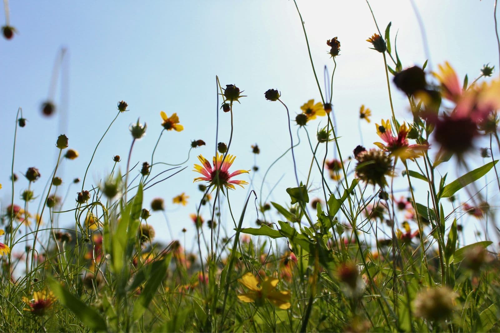Ängsblommor mot solen en sommardag